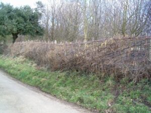 Laid Hedgerow