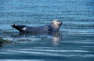 Common Seal