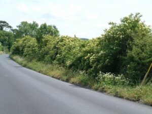 Natural Hedgerow