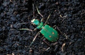 Tiger Beetle